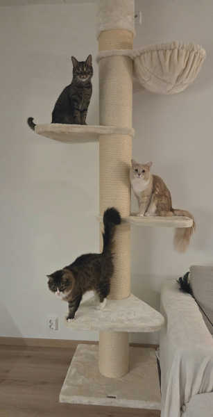 Klösträdet Maine Coon Pelare creme vit - Kundbild april-26 a